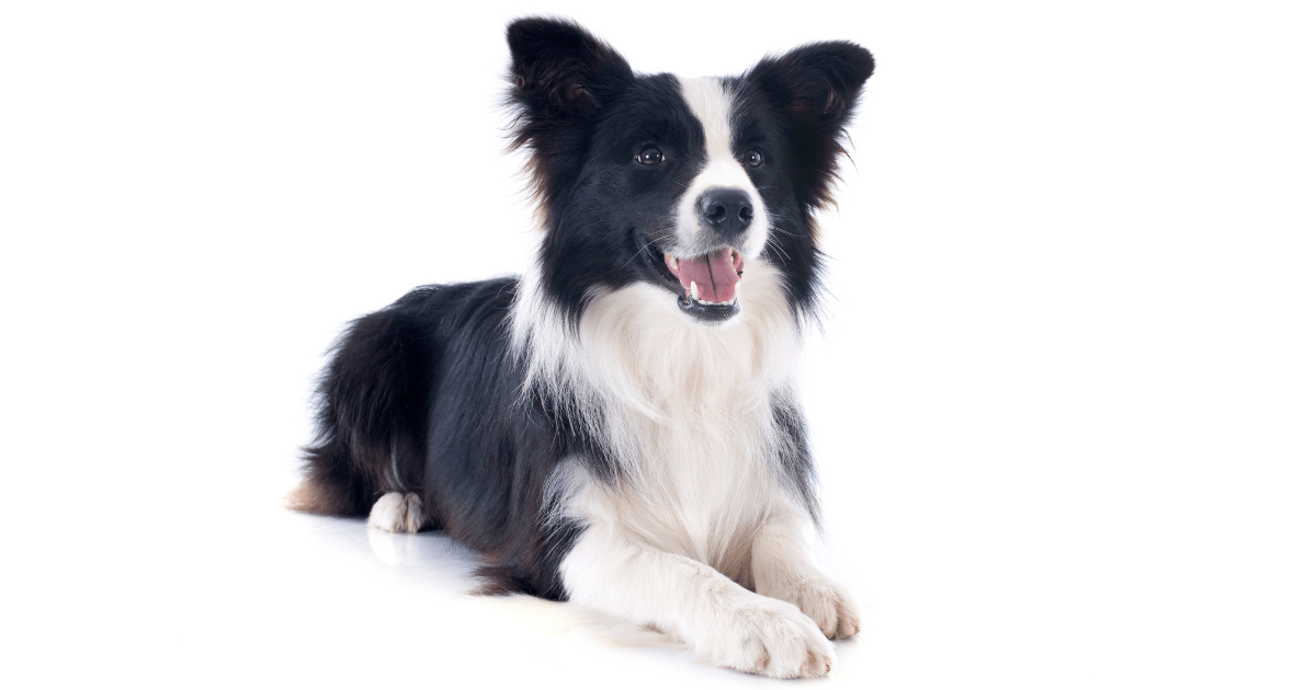 most-obedient-dog-breeds