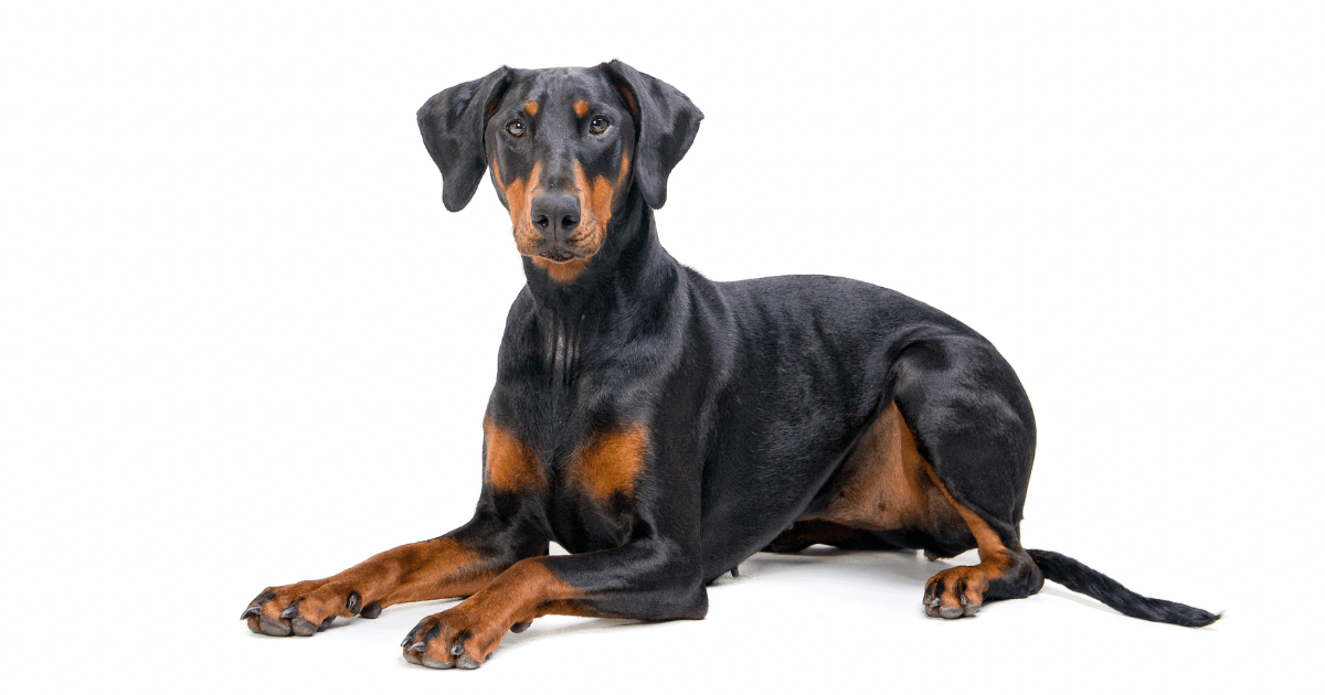 most-obedient-dog-breeds