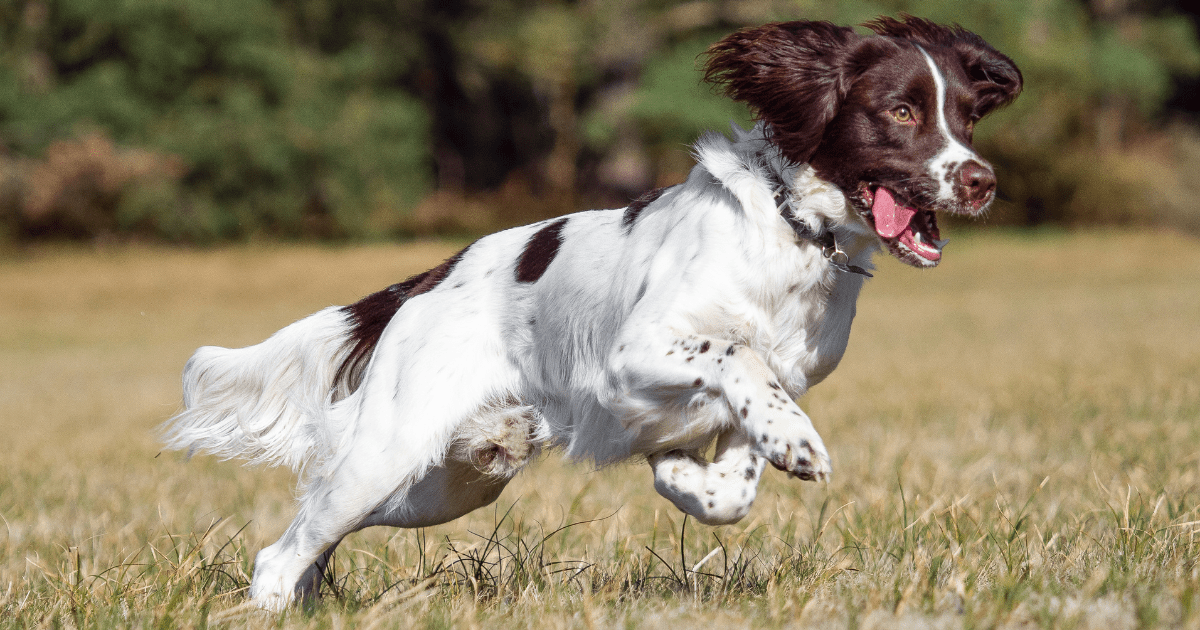 most-obedient-dog-breeds