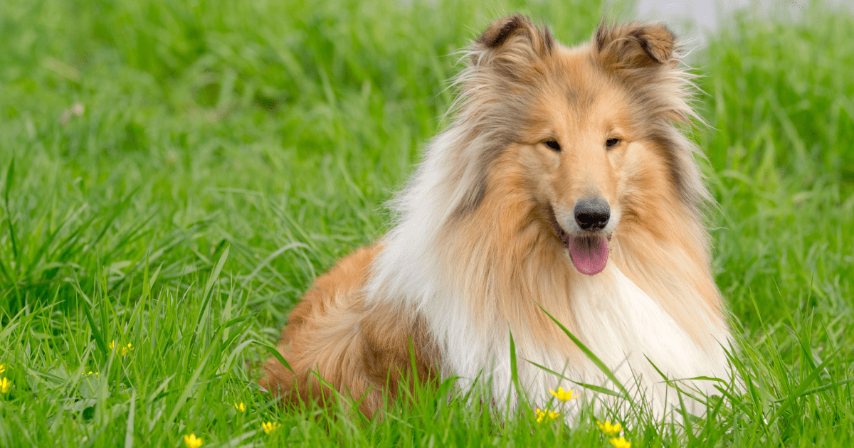 most-obedient-dog-breeds