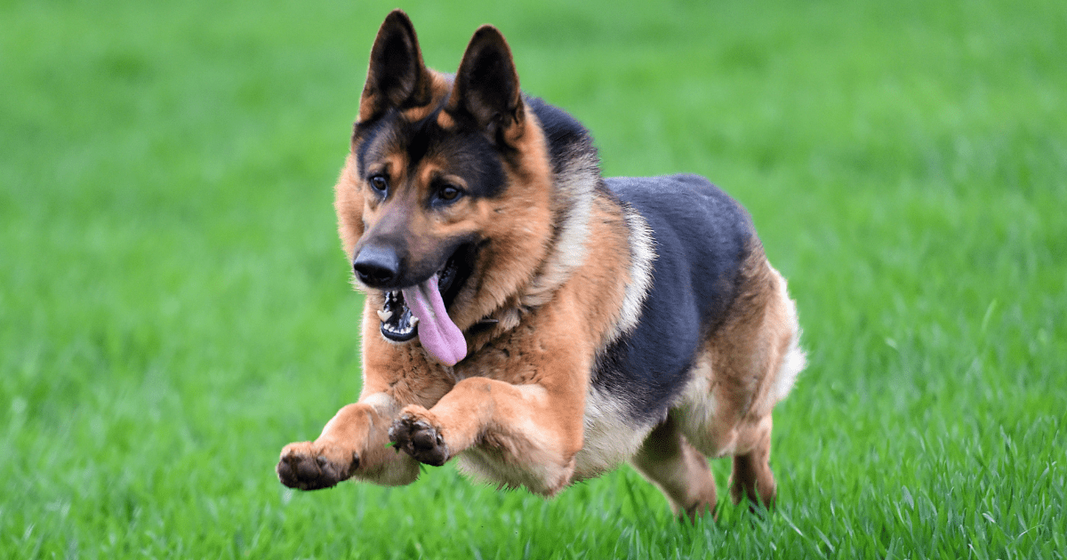 most-obedient-dog-breeds