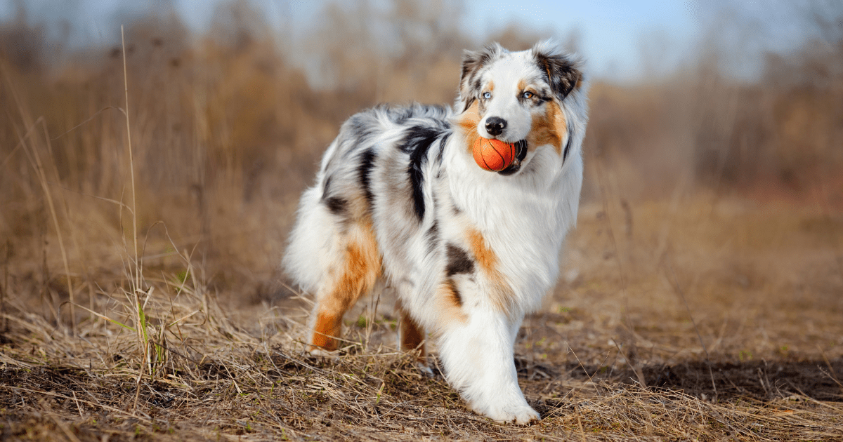 most-obedient-dog-breeds