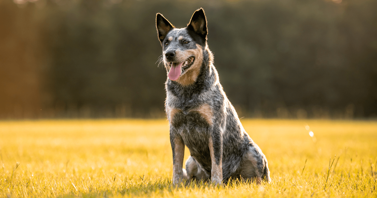 most-obedient-dog-breeds