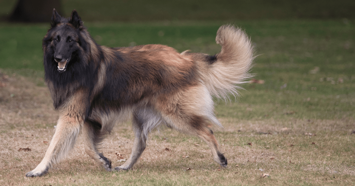 most-obedient-dog-breeds