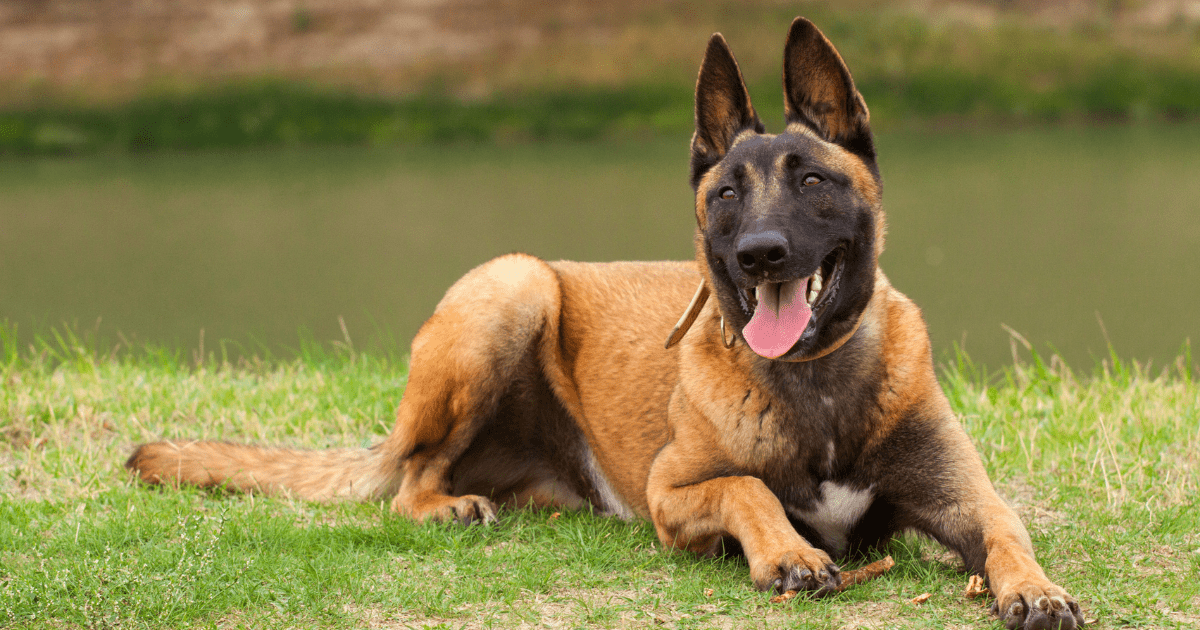 most-obedient-dog-breeds