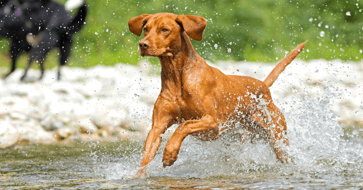 most-obedient-dog-breeds