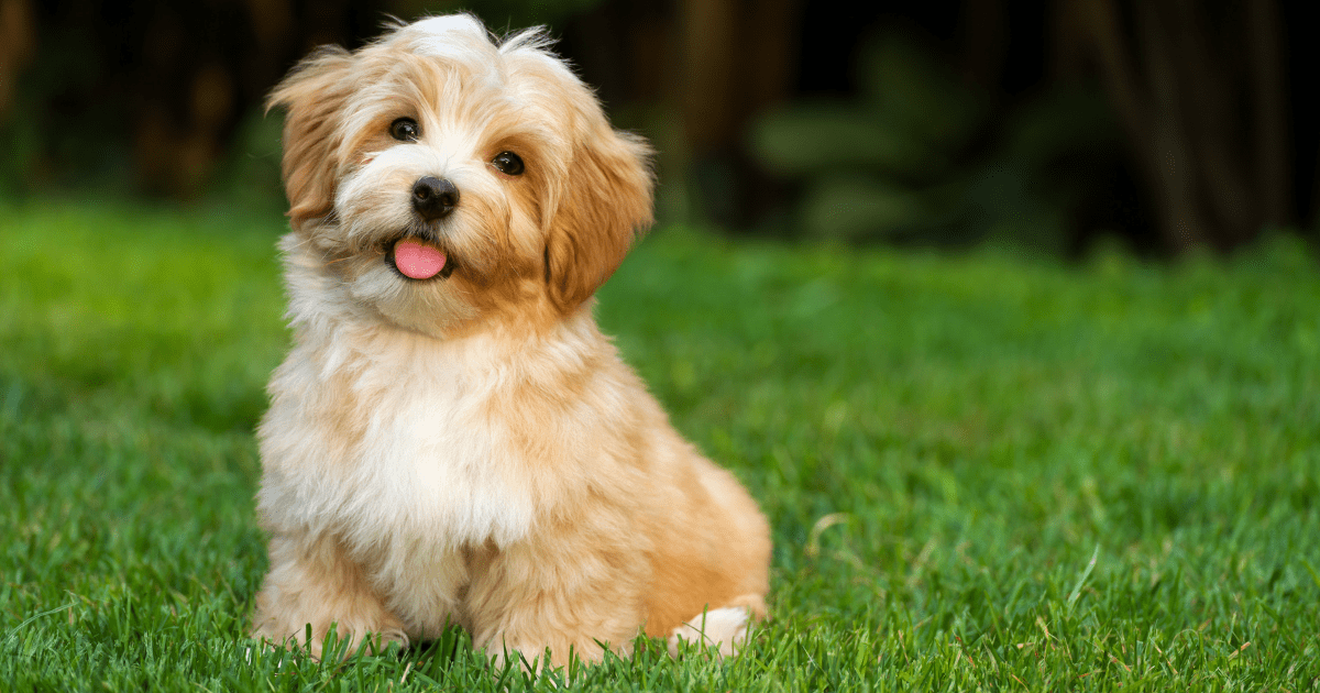 most-obedient-dog-breeds