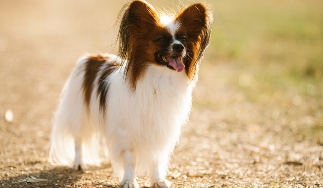 most-obedient-dog-breeds