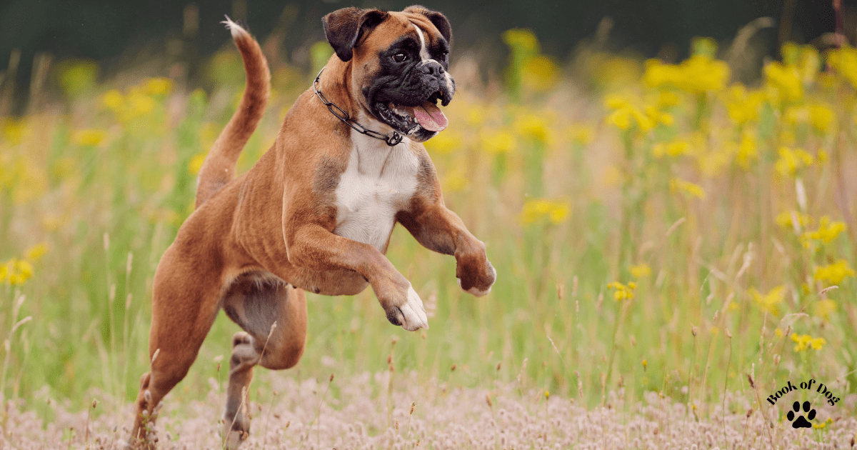 best-dogs-for-first-time-owners