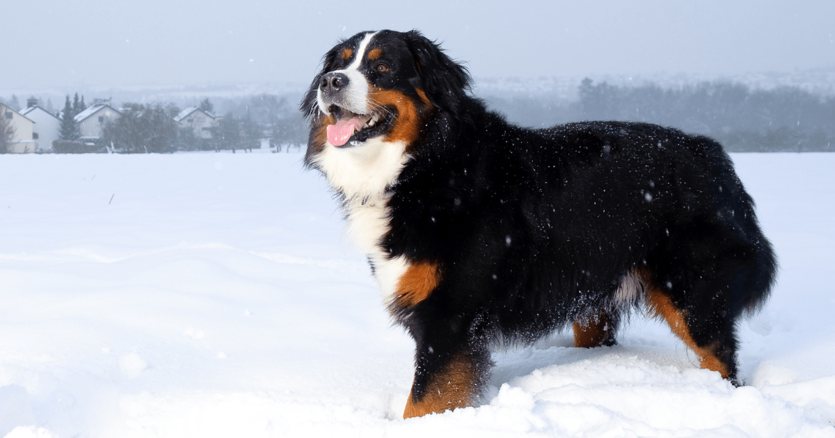 best-dogs-for-first-time-owners