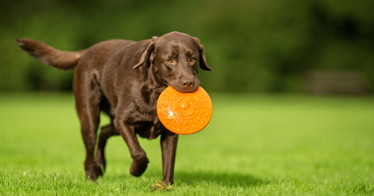 best-dogs-for-first-time-owners