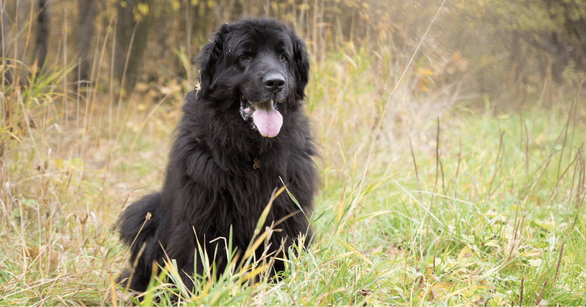 best-dogs-for-first-time-owners