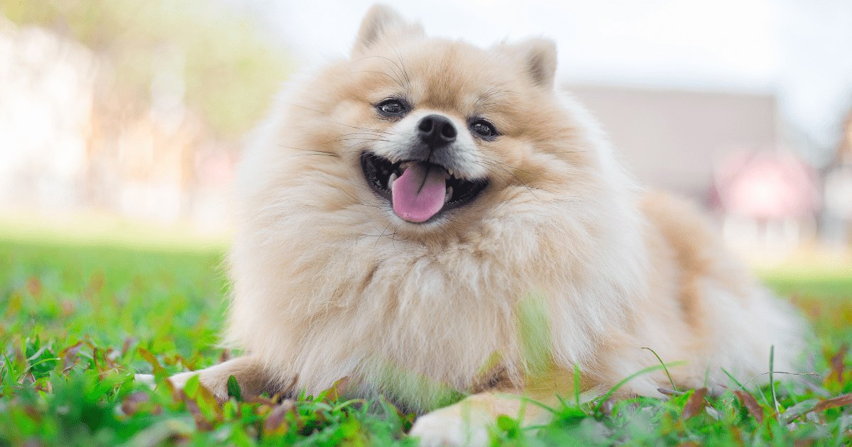 best-dog-breeds-for-seniors