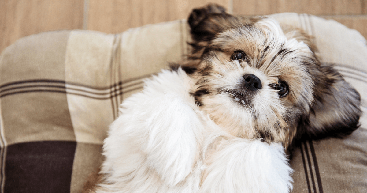 best-dog-breeds-for-seniors