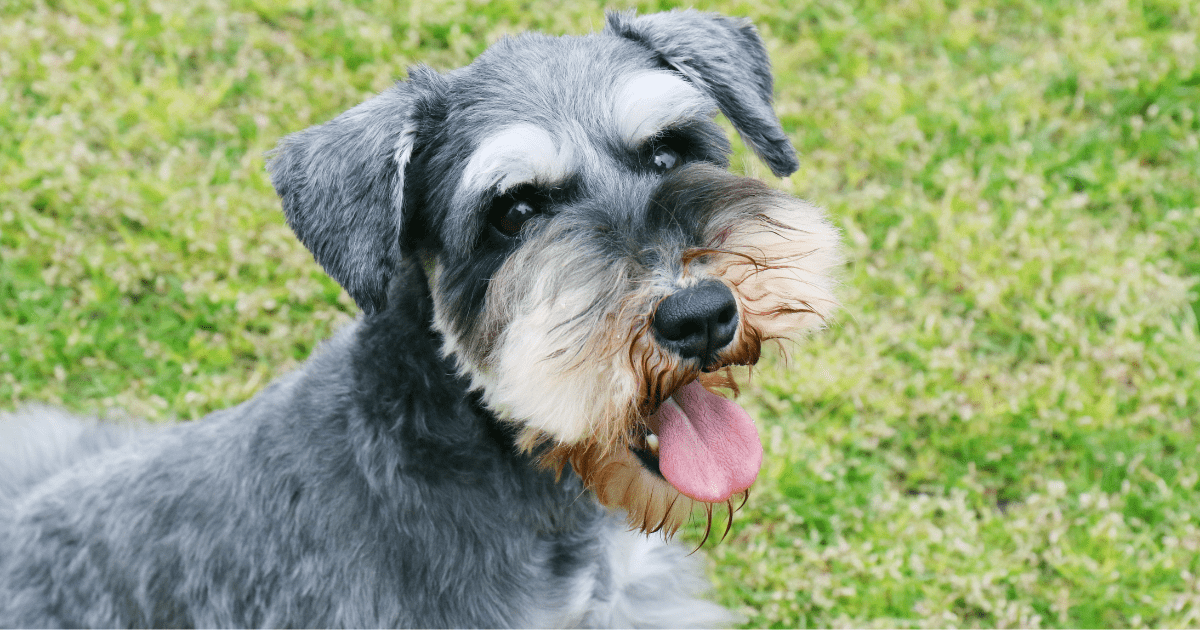 best-dog-breeds-for-seniors