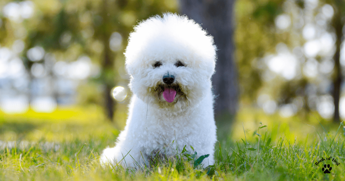 best-dog-breeds-for-seniors