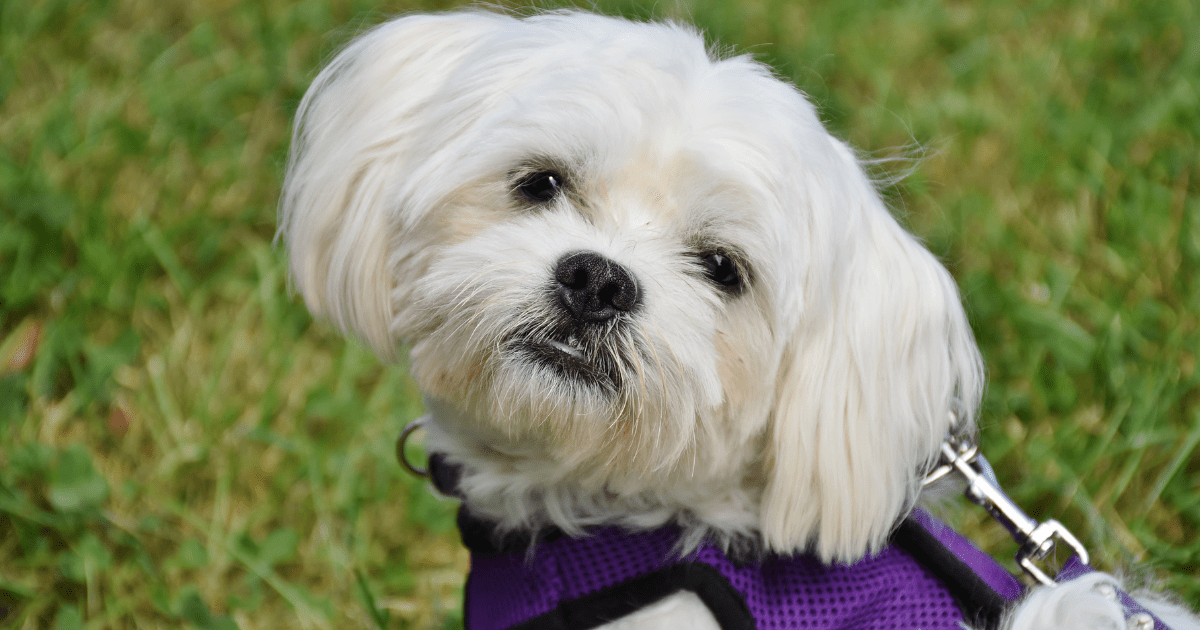 best-dog-breeds-for-seniors