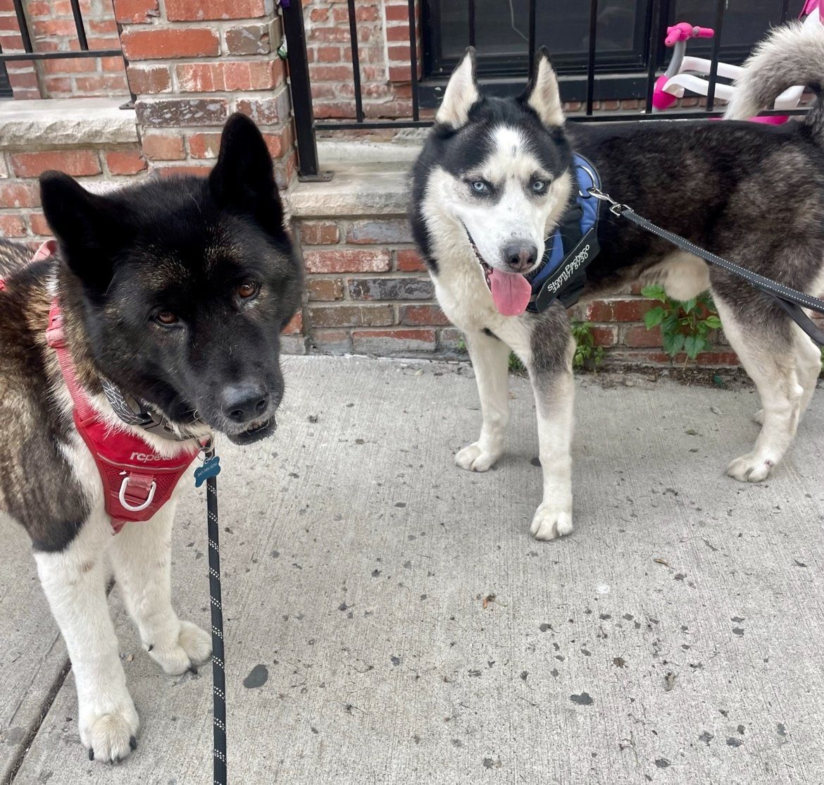 having-a-dog-in-nyc