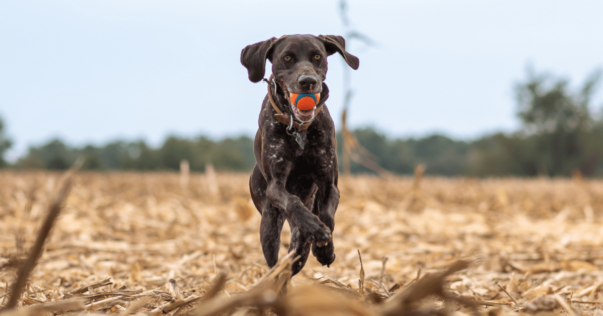 German-short-haired-pointer-dog