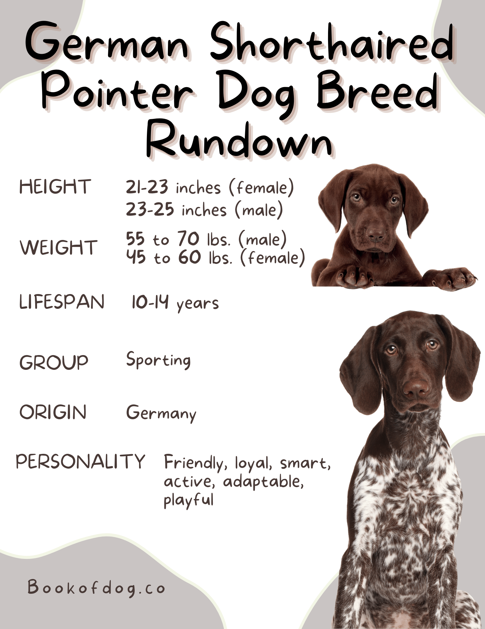 German-short-haired-pointer-dog