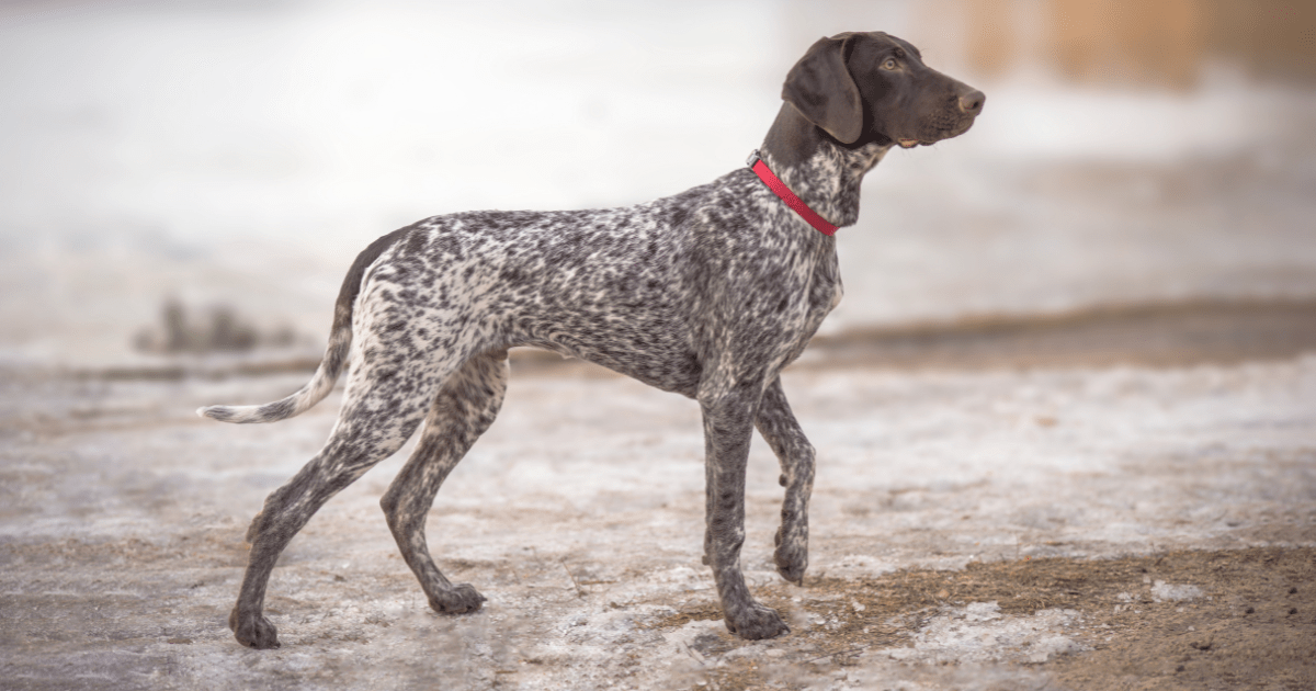 German-short-haired-pointer-dog