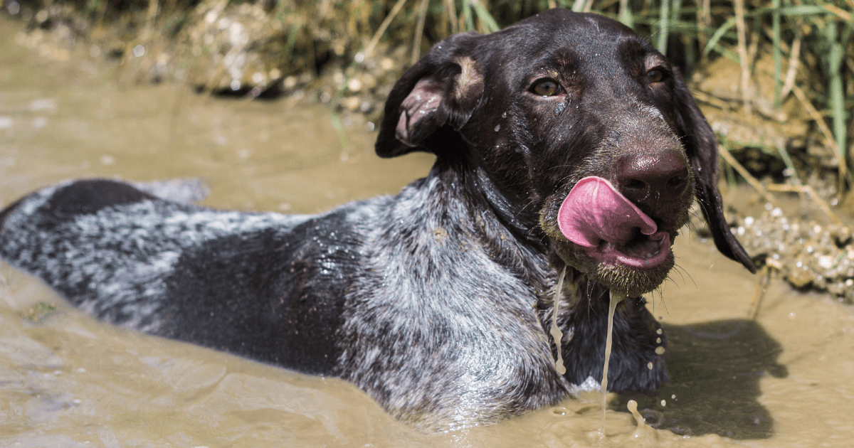 German-short-haired-pointer-dog