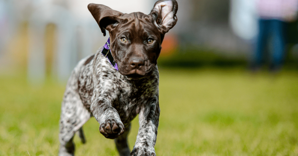 German-short-haired-pointer-dog