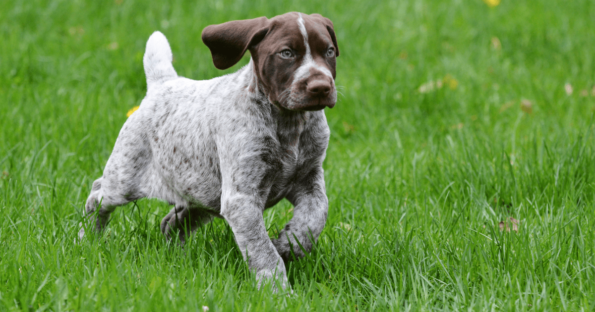 German-short-haired-pointer-dog