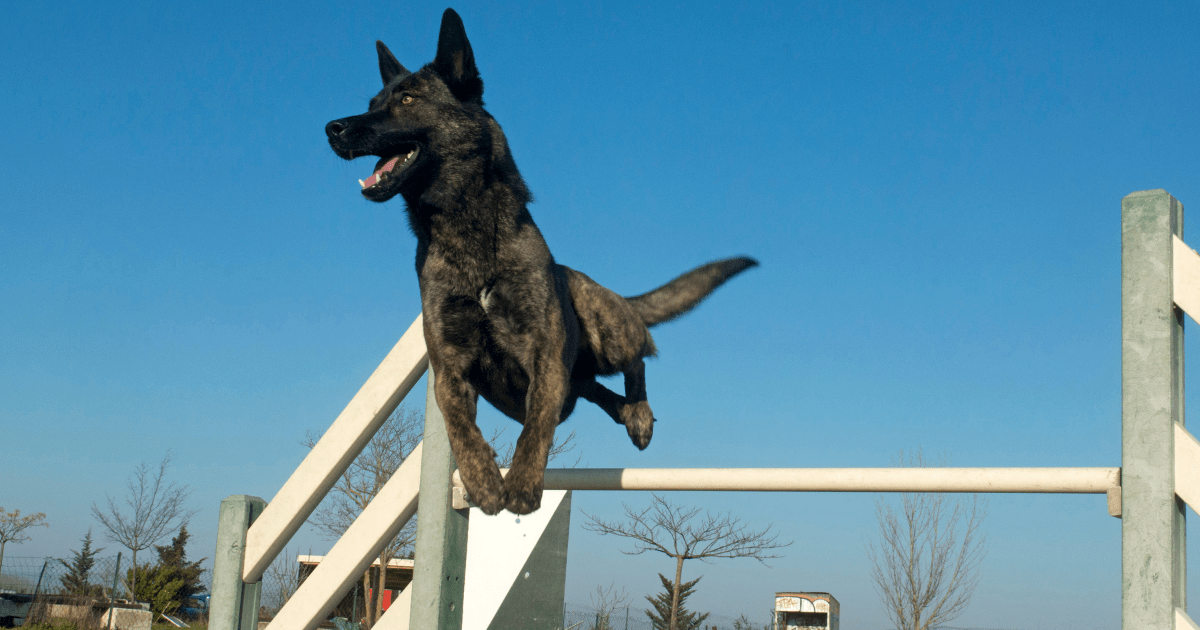 Dutch-Shepherd-dog