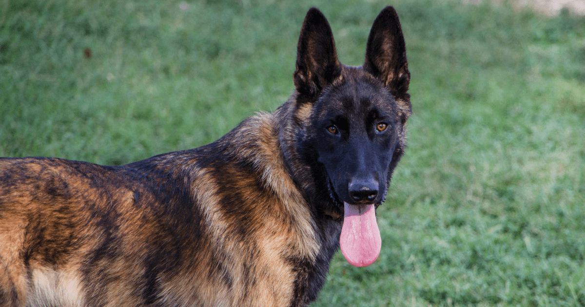 Dutch-Shepherd-dog