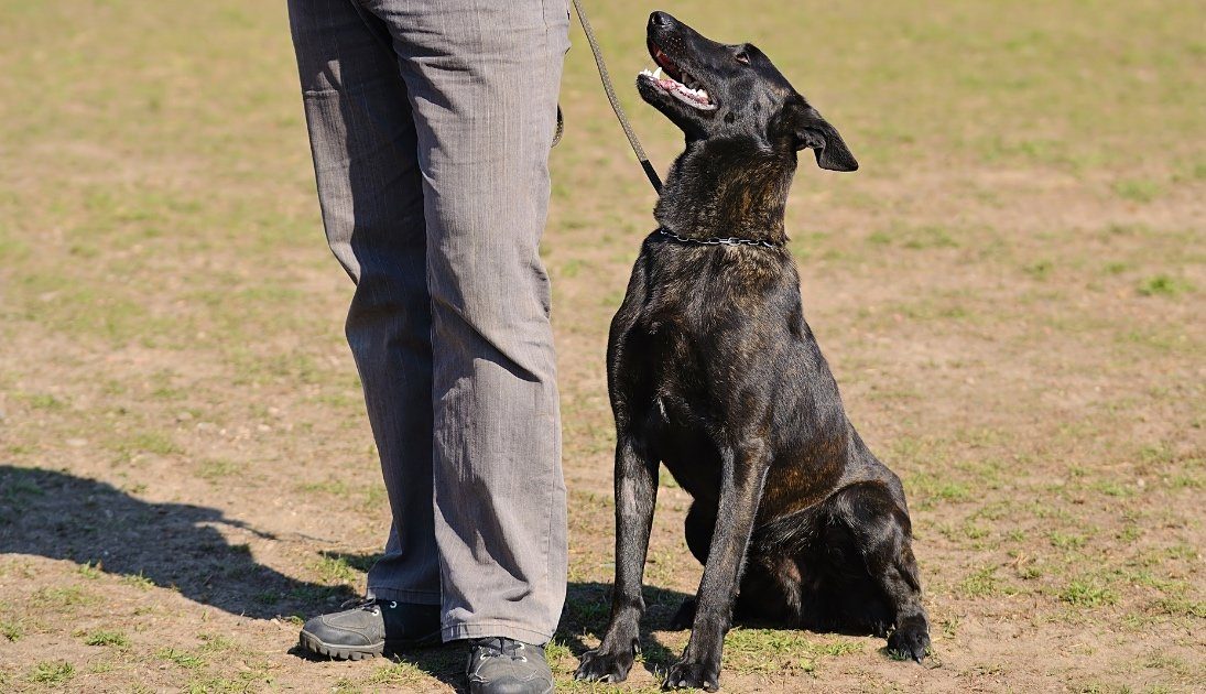 Dutch-Shepherd-dog