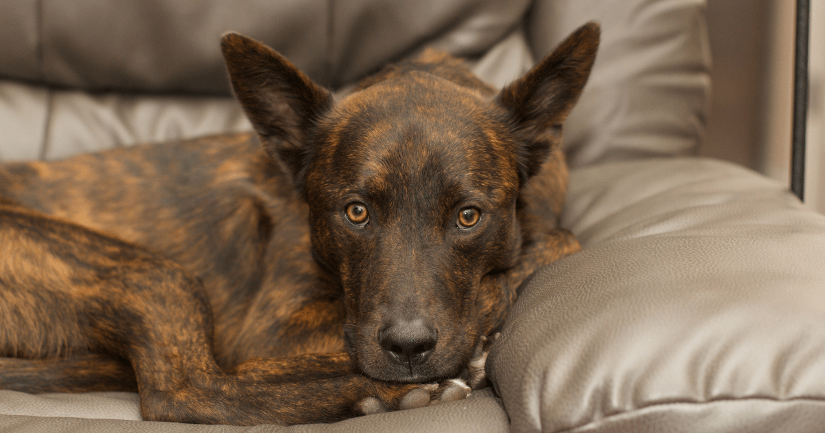 Dutch-Shepherd-dog