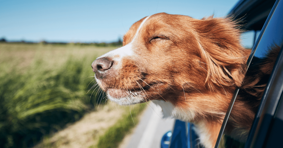 traveling-with-a-large-dog