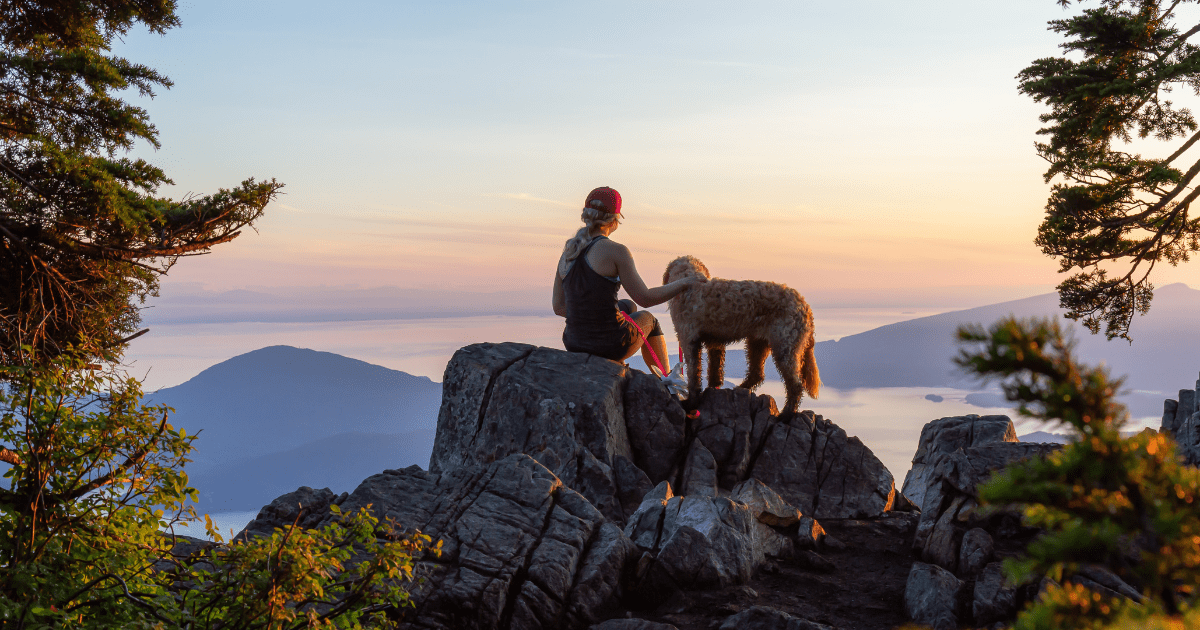 traveling-with-a-large-dog