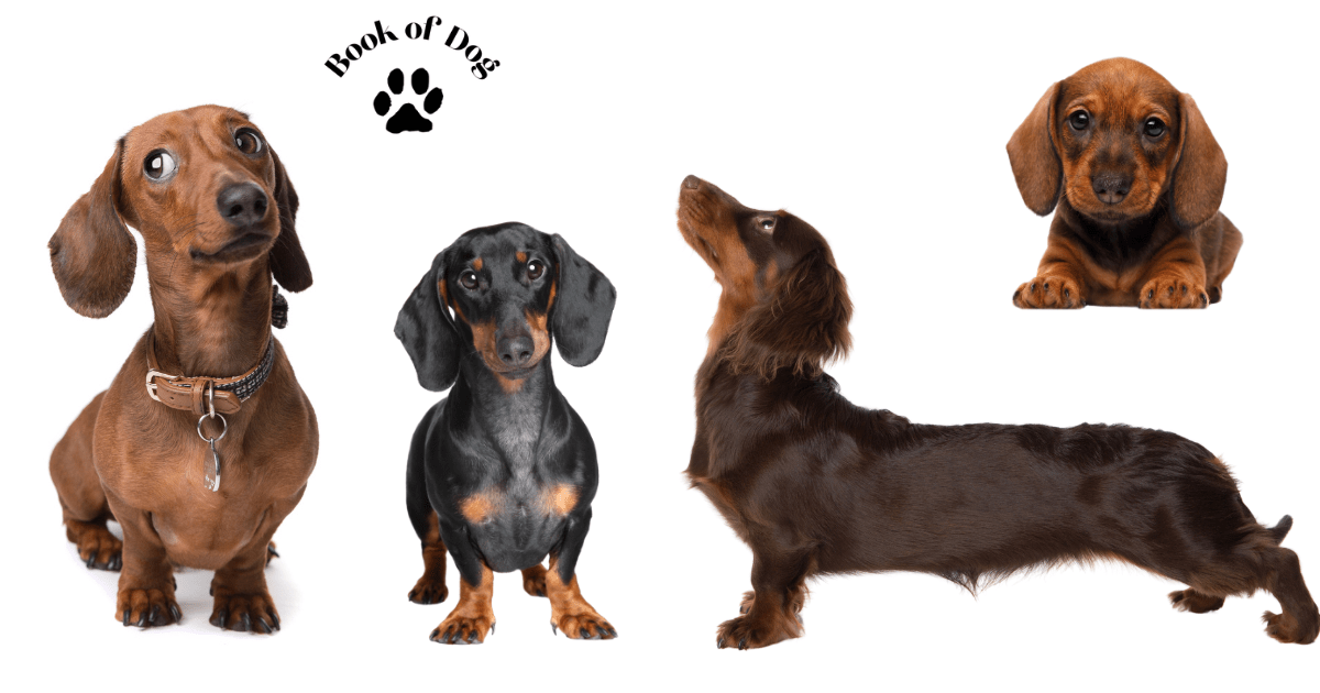 dachshund-dog-breed