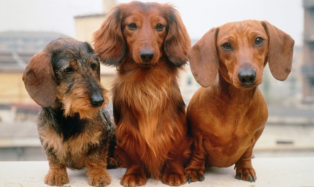 dachshund-dog-breed