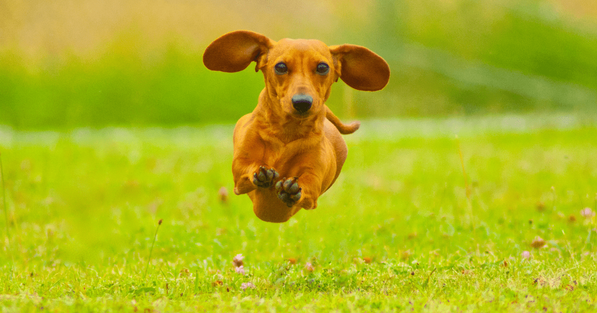 dachshund-dog-breed