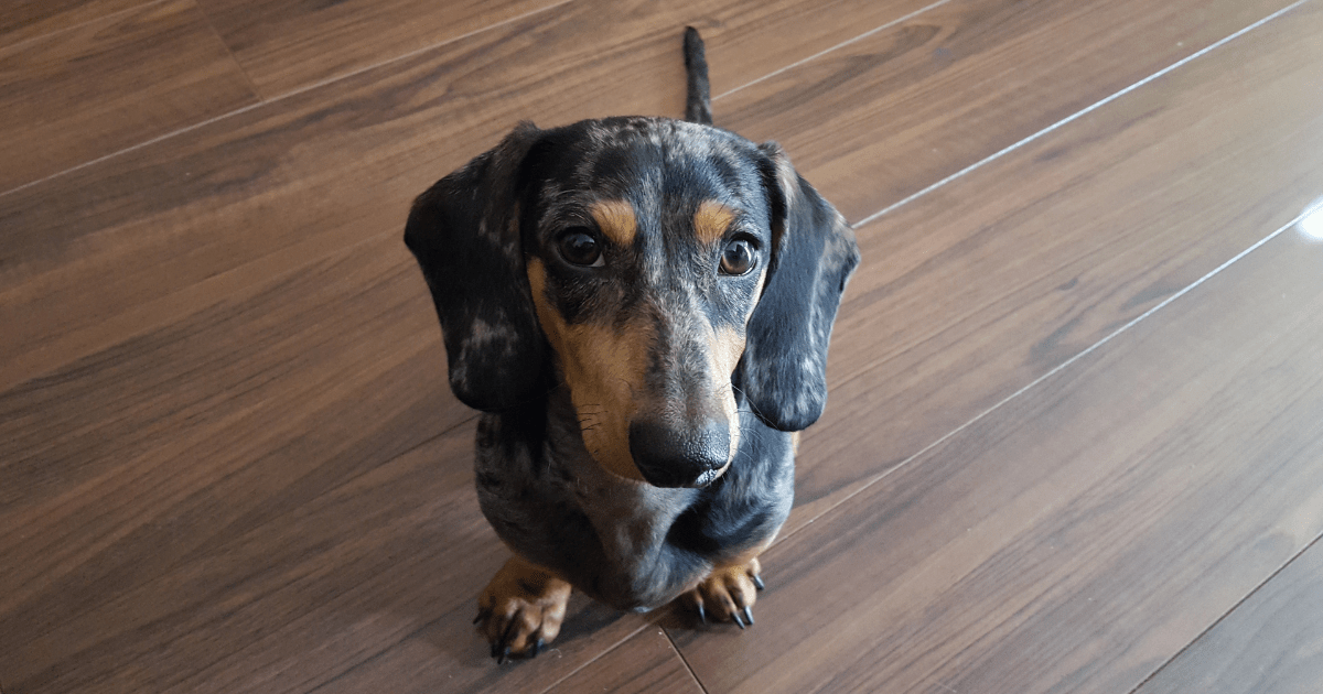 dachshund-dog-breed