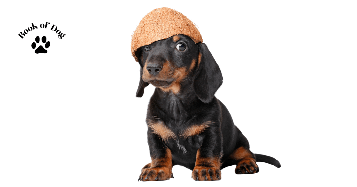 dachshund-dog-breed