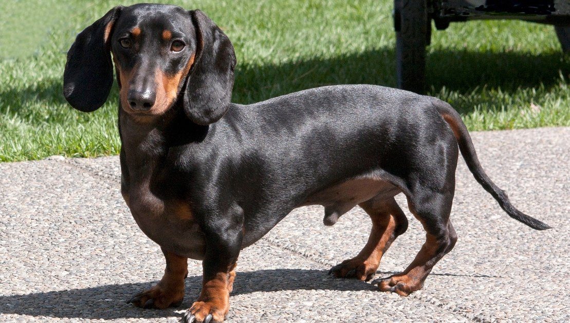 dachshund-dog-breed