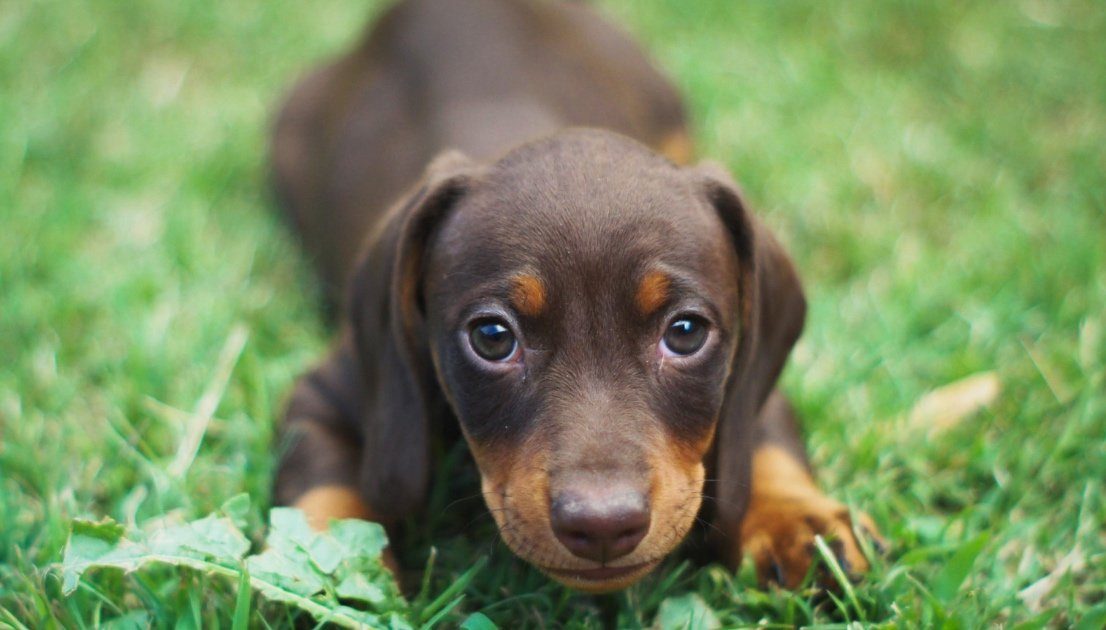 dachshund-dog-breed